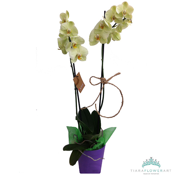 6c.orchid phalaenopsis