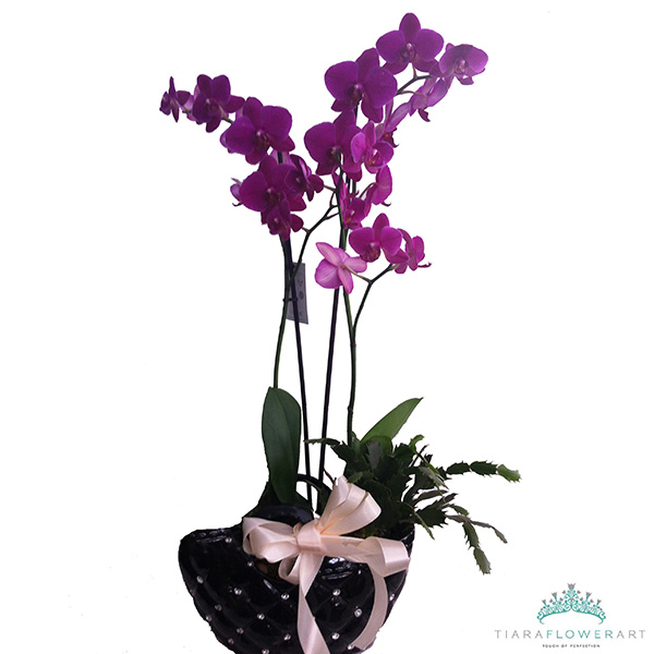 6d.double orchid synthesis