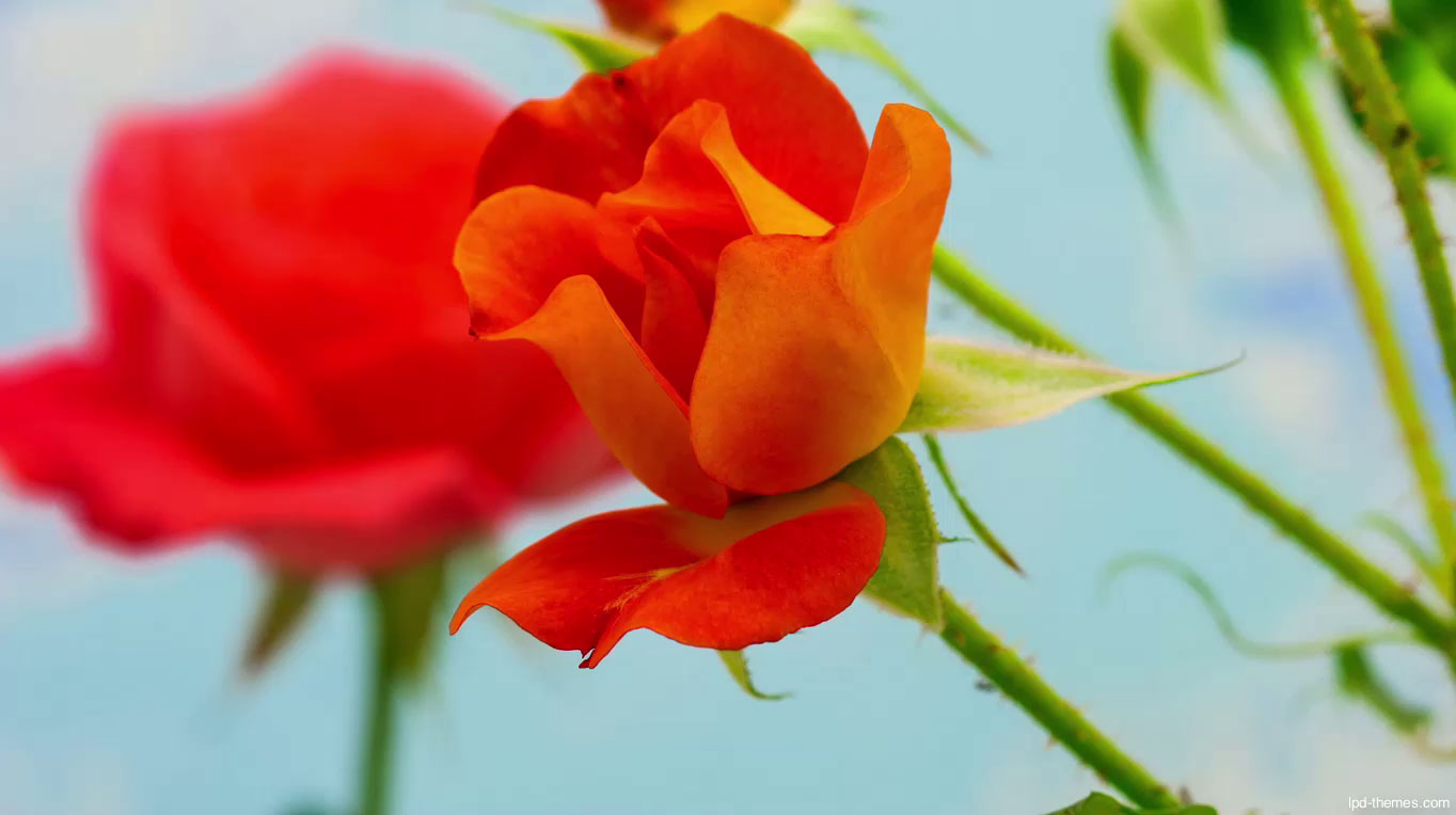 Tiara Flowers Cyprus Flowers plants arrangements delivery Cyprus